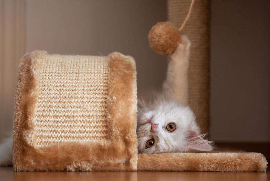 Turkish Angora kitty playing yarn ball