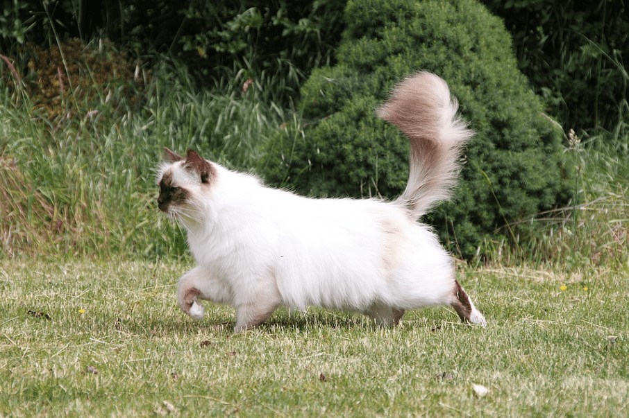White Birman cat running in the grassland