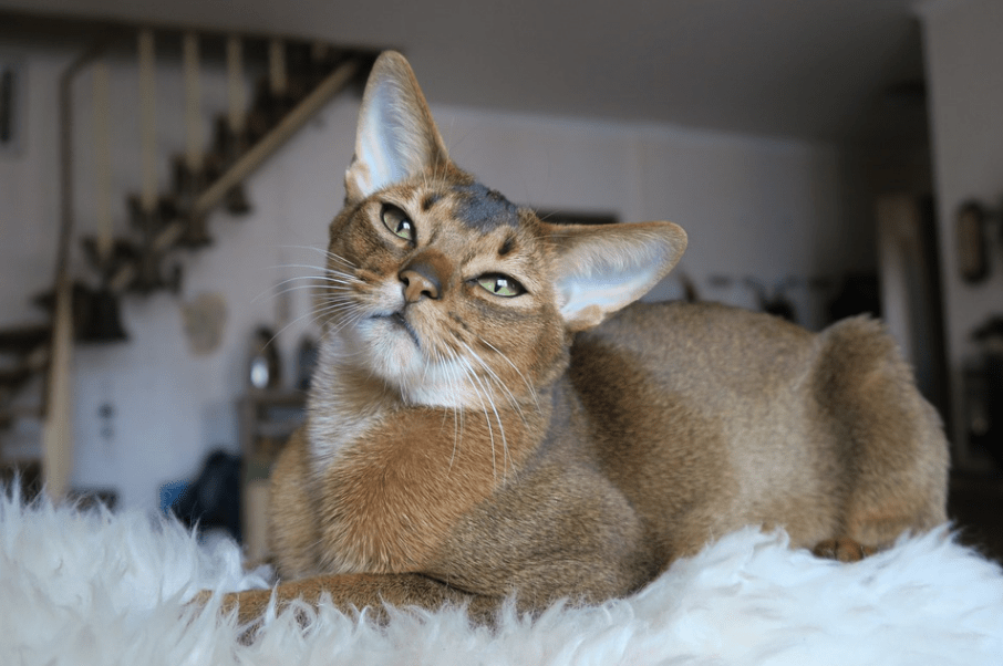 brown Abyssinian cat