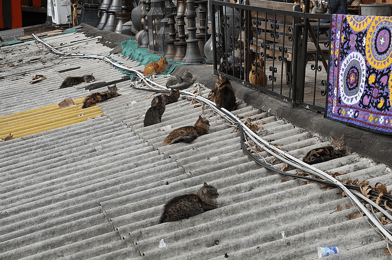 cats on a rooftop