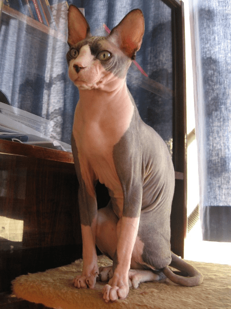 hairless Sphynx cat