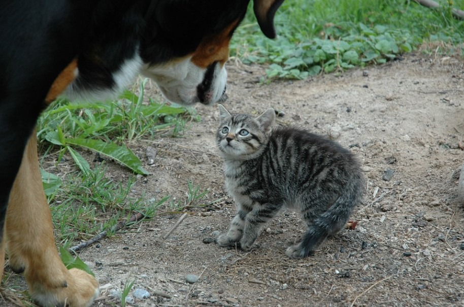 A Kitten looking in horror towards the Dog