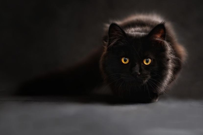 A black Cat captured in isolated frame