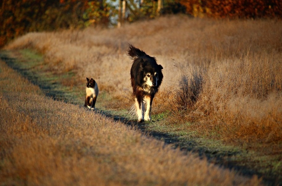A cat and dog walking on a road