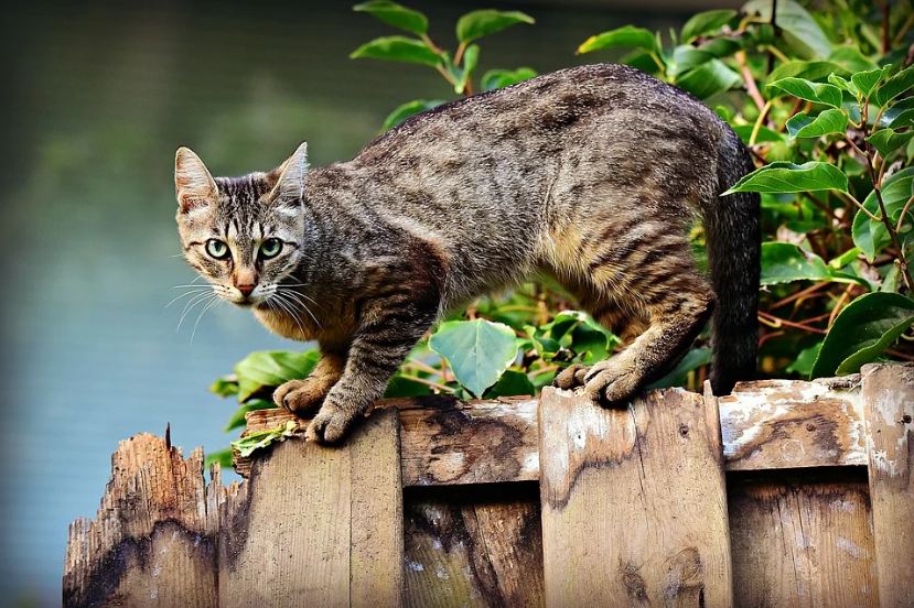 A cat standing on wood fence