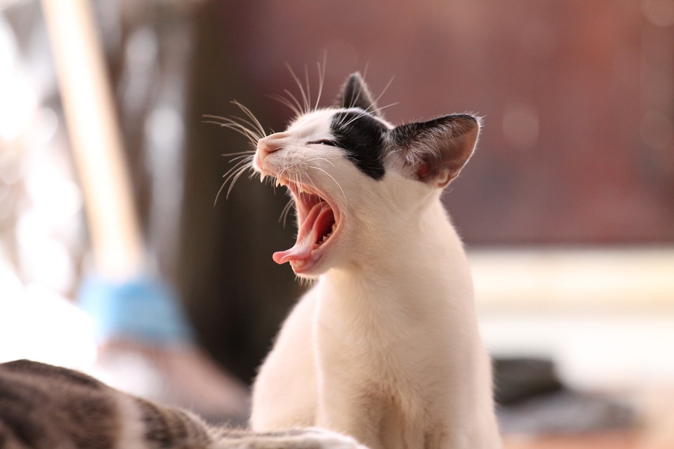 A cat's gums exposed while yawning