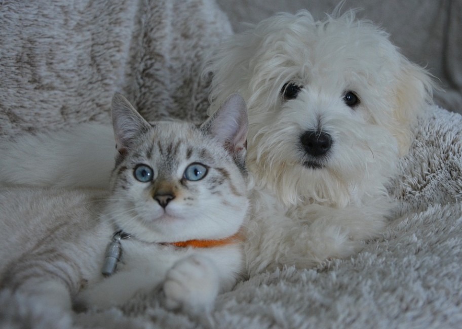 A dog and cat looking with eyes wide open