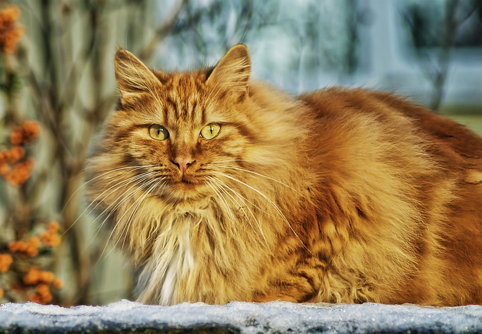 A ginger cat with long-hair