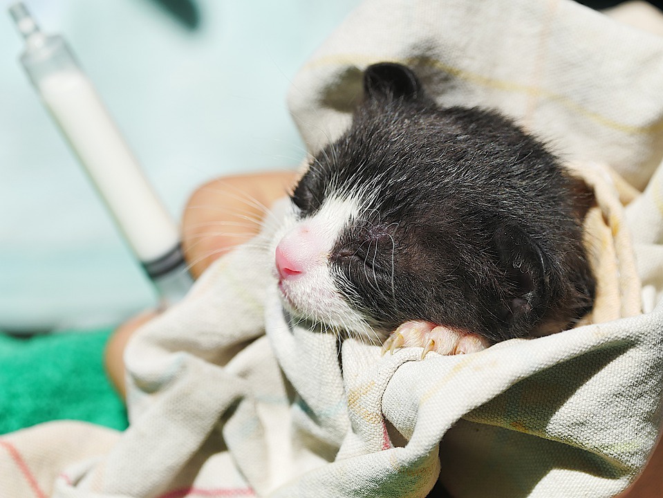 A kitten covered with cloth