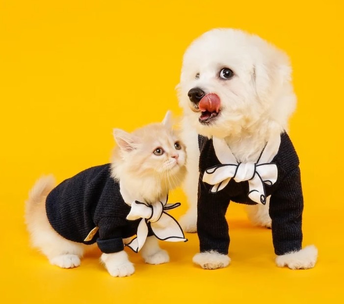 Cat and dog dressed