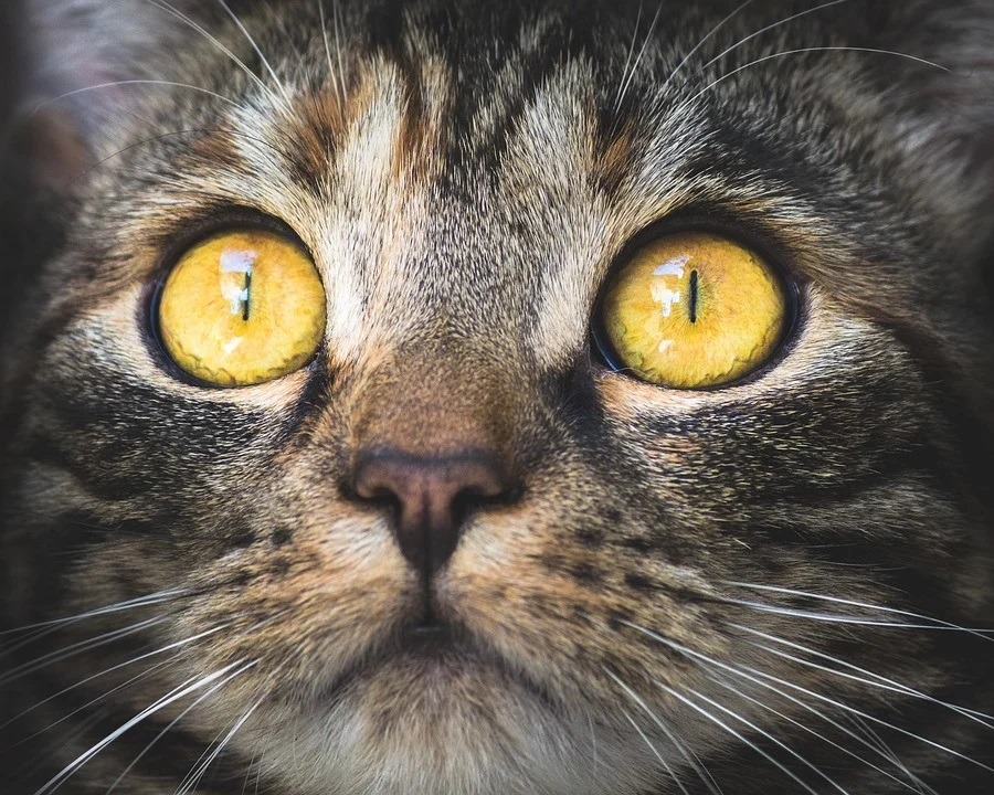 Portrait of a cat highlighting the eyes