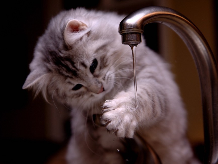 A cat checking the water from the tap with her paw