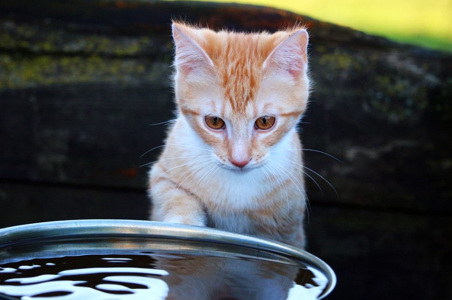 A cat looking at a bowl  filled with water