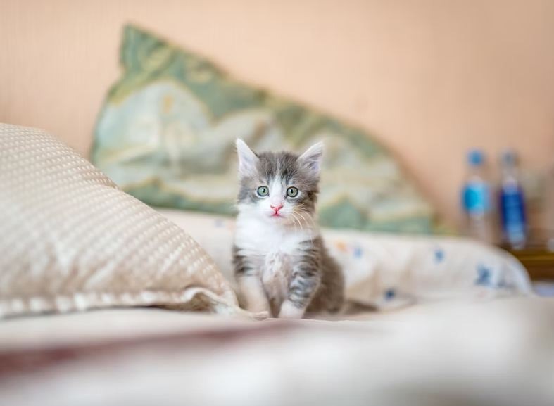 A domestic kitten