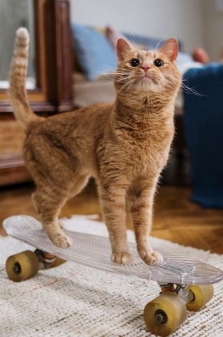 orange-tabby-cat-on-penny-board
