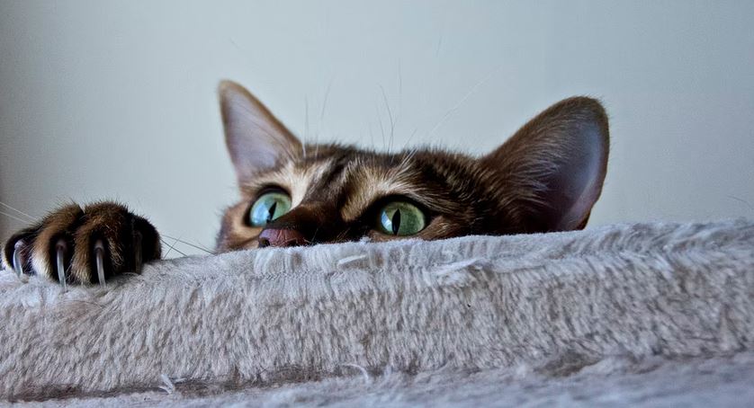 A cat peeping