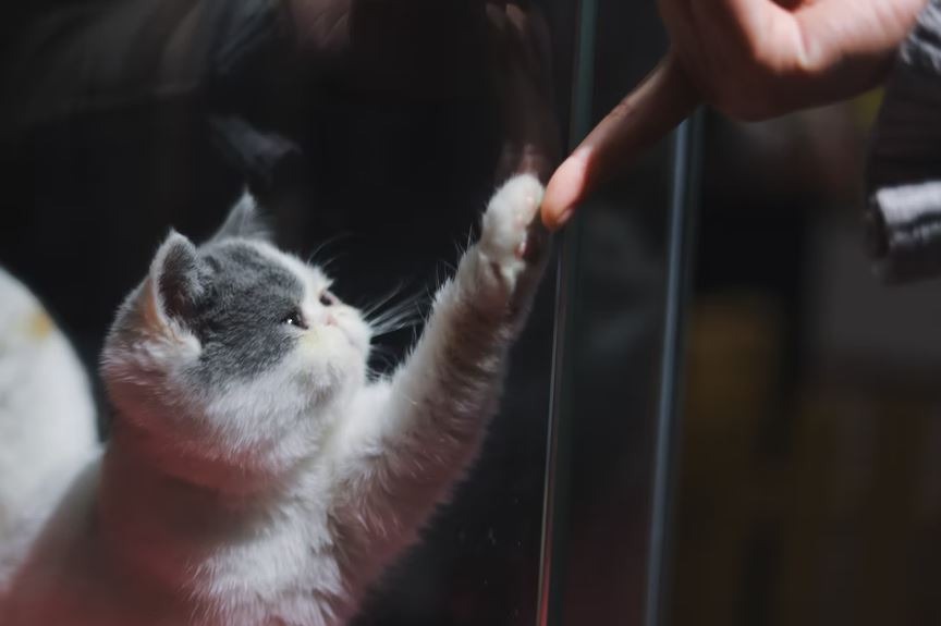 A cat reaching to a man’s finger using her paw