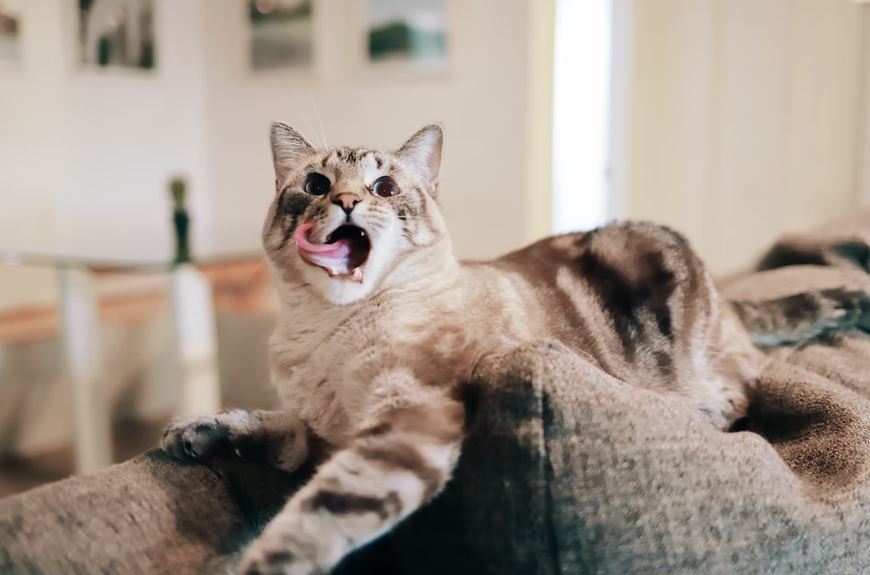 A cat sitting on a couch, with an open mouth