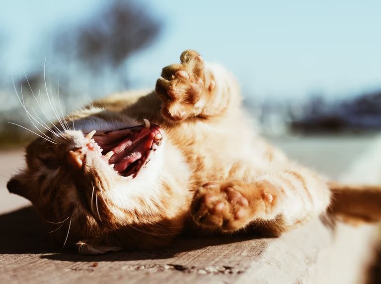 A cat yawning, showing teeth