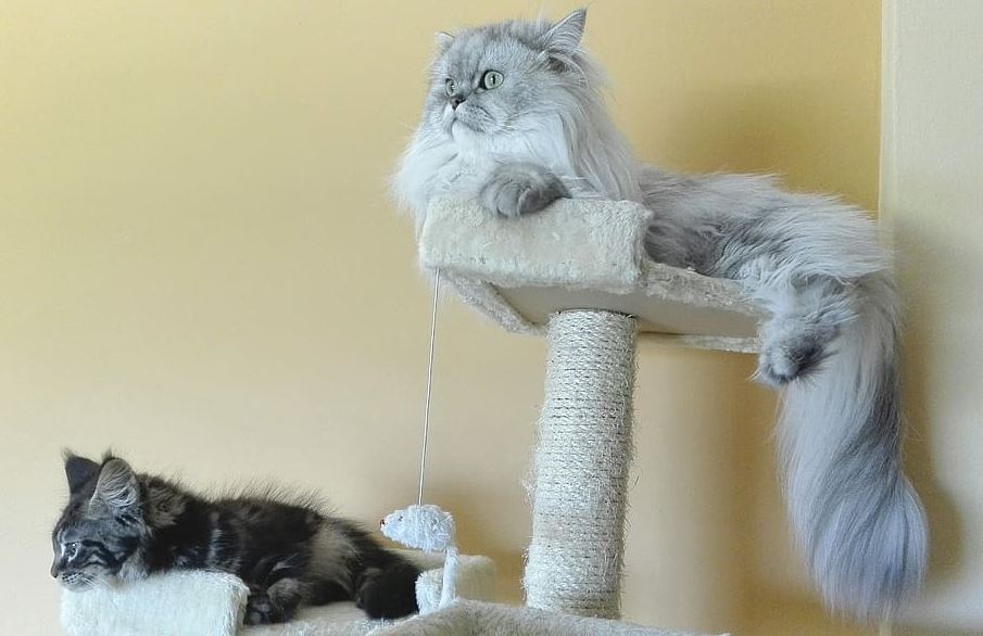 Cats on a cat tree with a scratching post