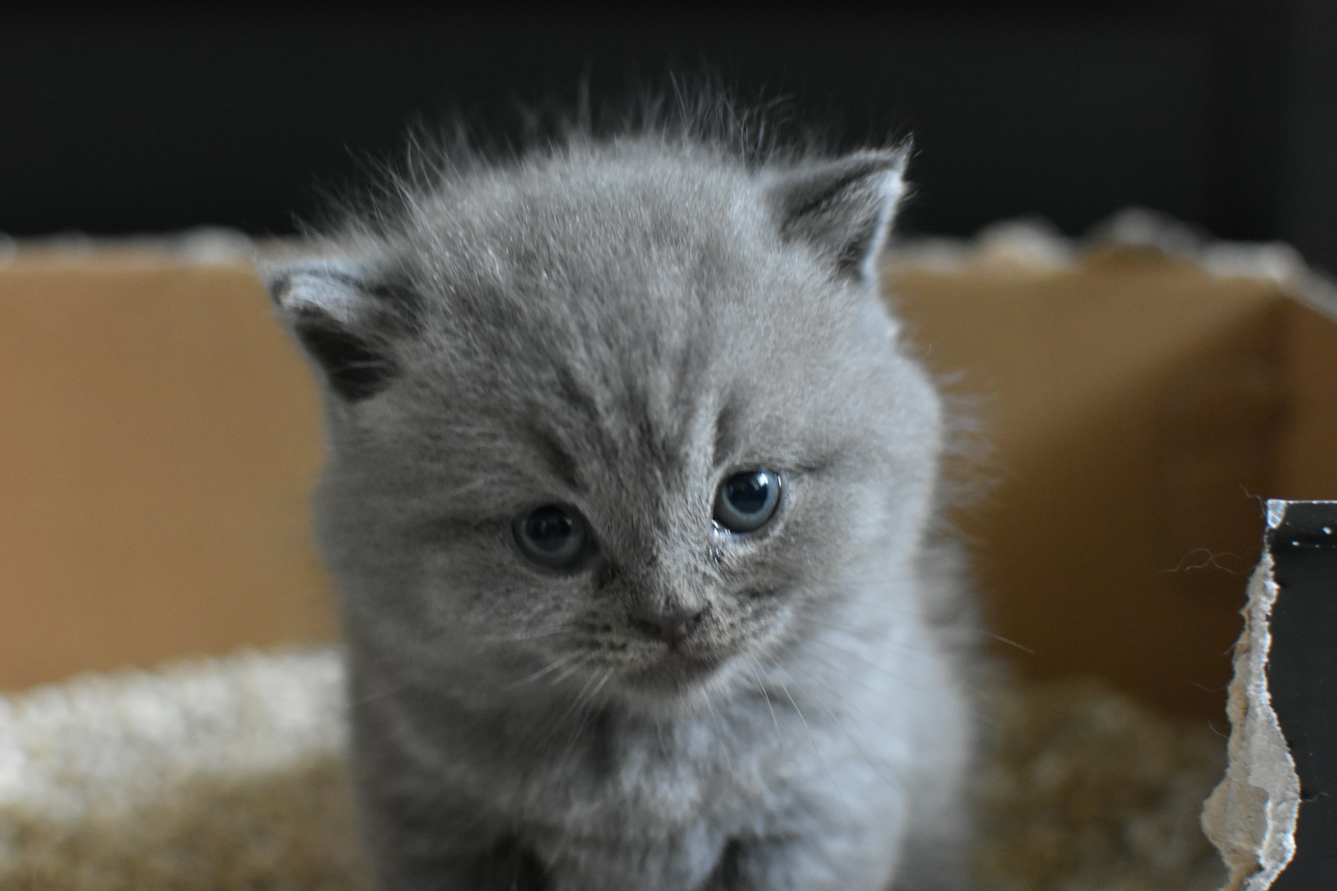 How can you minimize litter box odor?