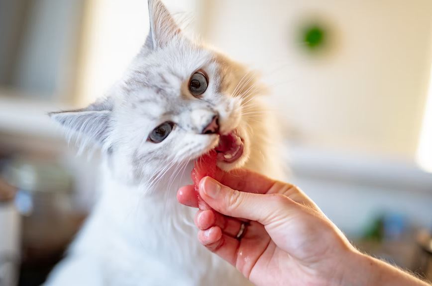 How often should you give your cat treats