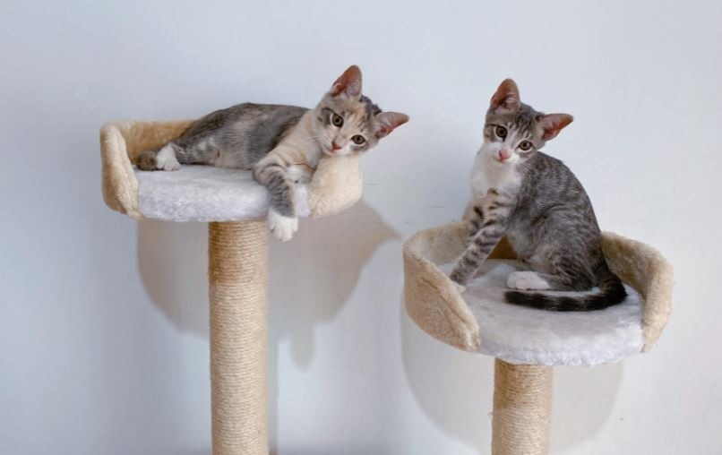 Kittens on top of a cat tree with a scratching post