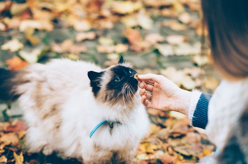 Woman providing a cat with a treat