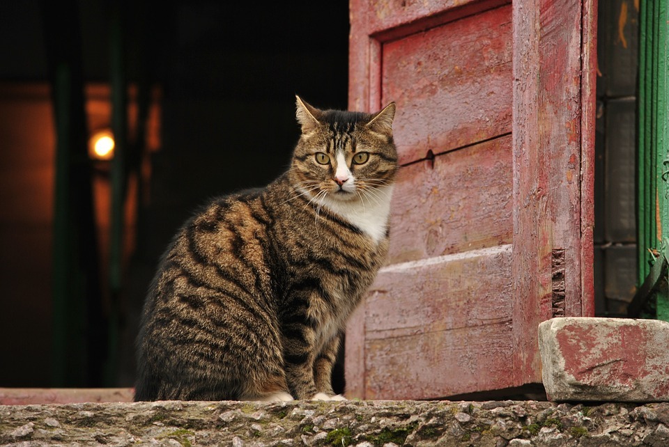 cat near the entrance of a house