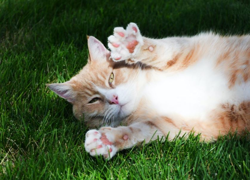 orange-tabby-cat-lying-on-grass