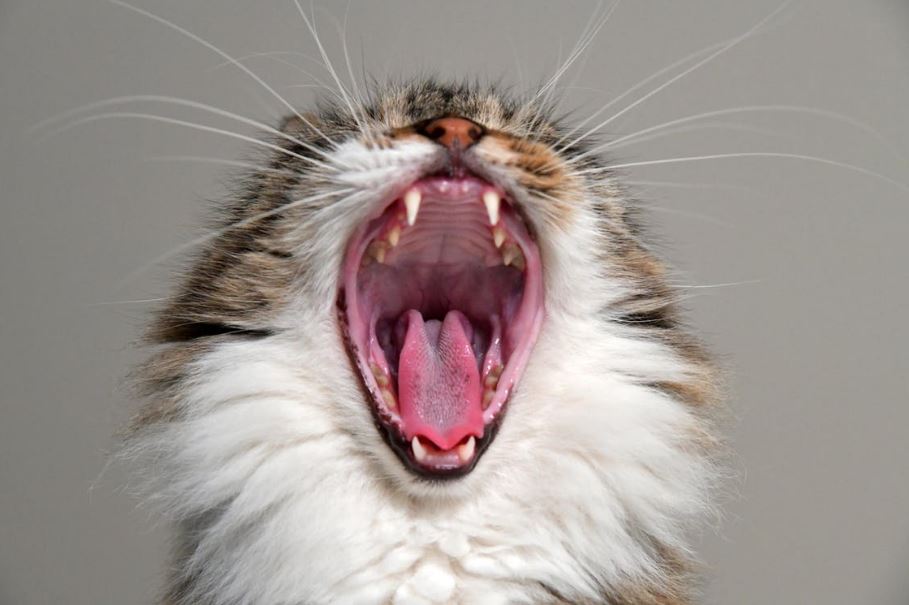 yawning-cat