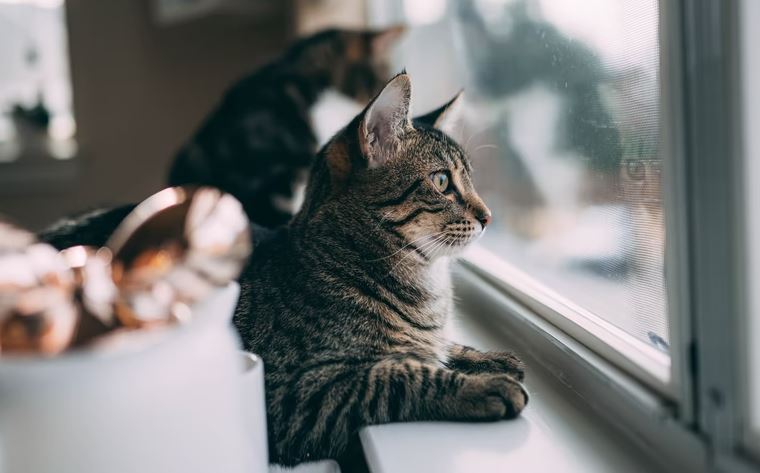 A cat looking outside the window