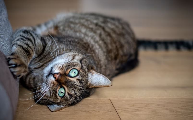 A cat lying, scratching a pillow