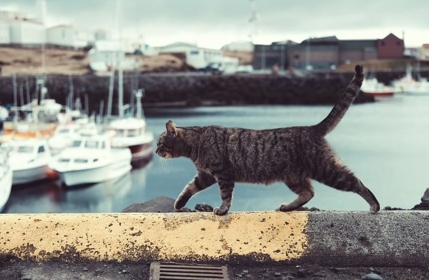 Tips for Tracking Your Cat With GPS