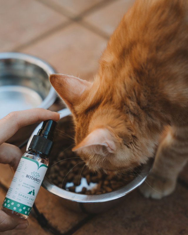 Pros and Cons of Giving Cats CBD