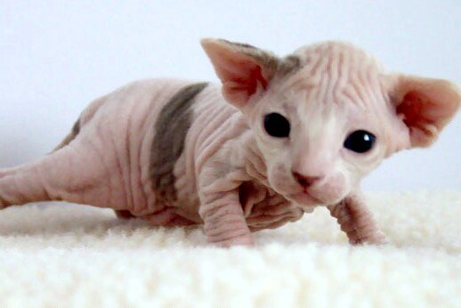 A two-weeks old baby Sphynx kitten
