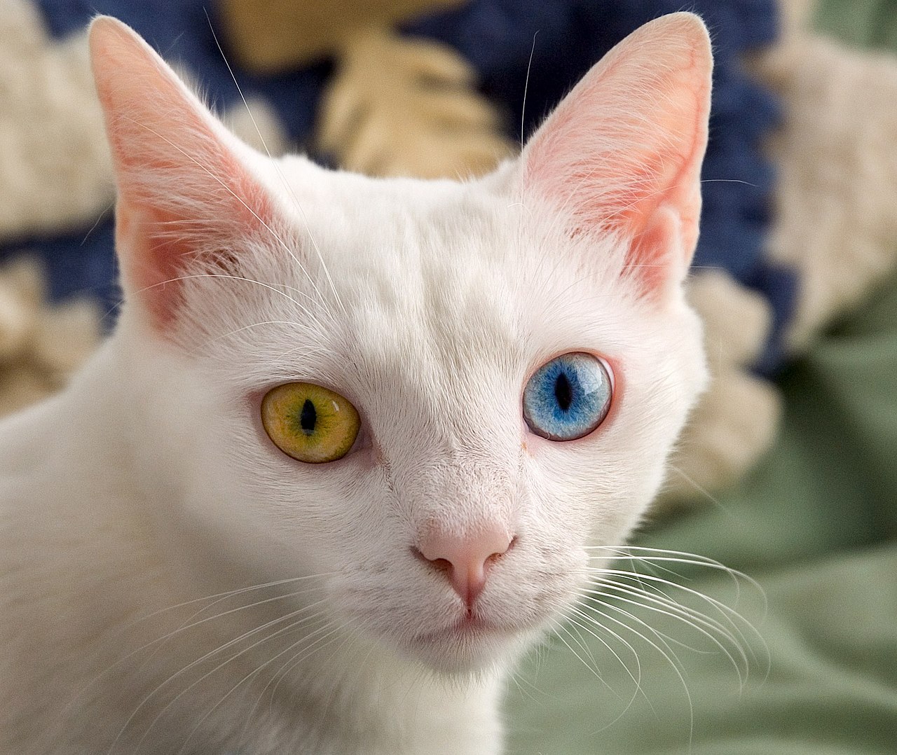 A typical odd-eyed cat.