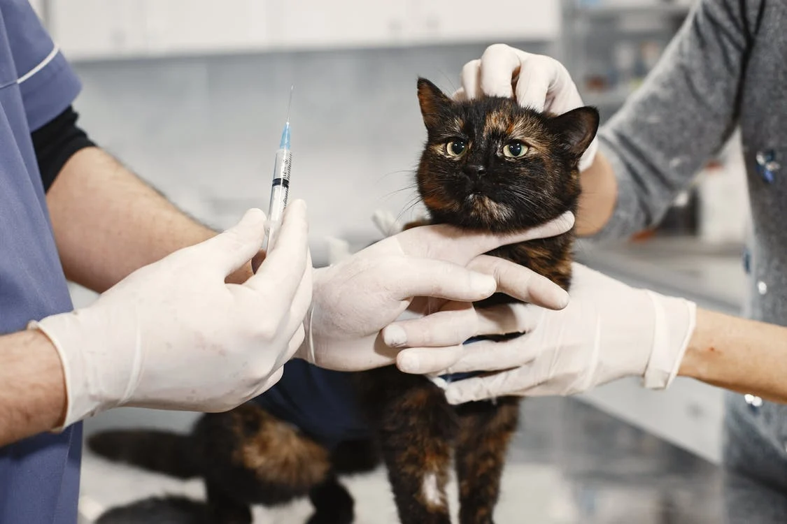 A visit to the veterinarian will be required before purchasing pet insurance
