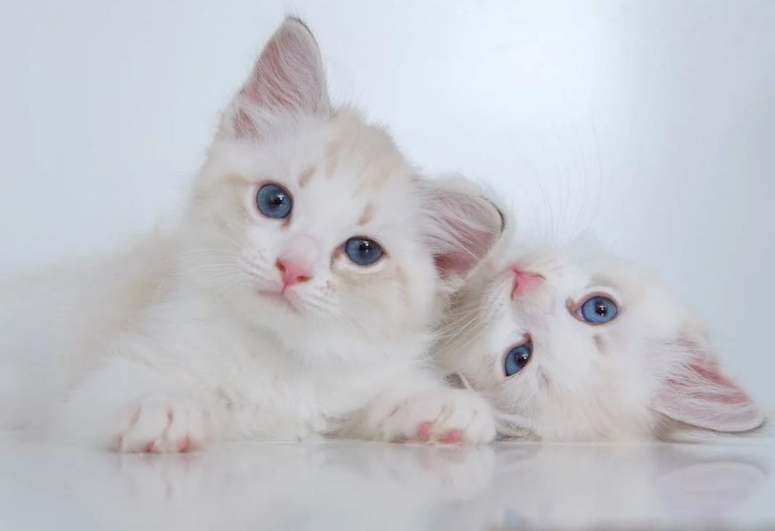 Adorable blue-eyed kittens.