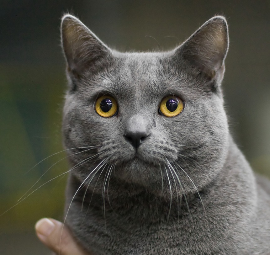 Bombay cats are one of the purest black cat breeds with orange or golden eye color.