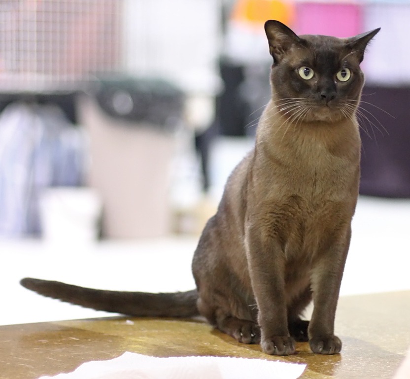 Burmese cats are commonly known for their large round eyes in glowing green or gleaming gold
