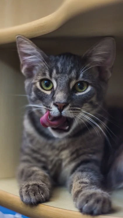 Cats expresses their varying emotions and condition through expressive meowing sounds