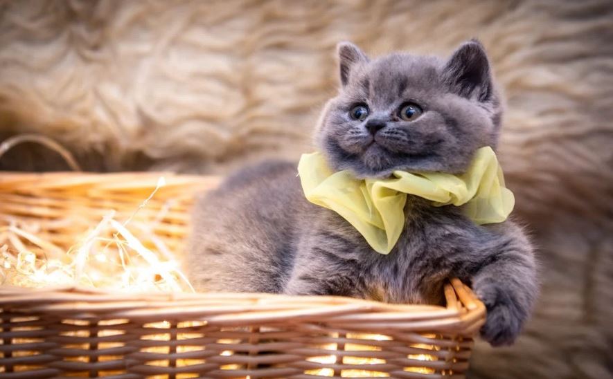 Cat’s fur can be so amazing like this gray cat with a yellow collar.