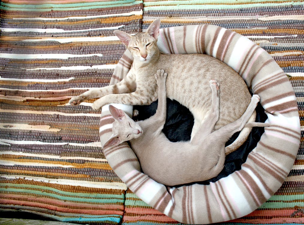 Cats sleep around two-thirds of their lives so a nice cat bed will; surely be a treat. 