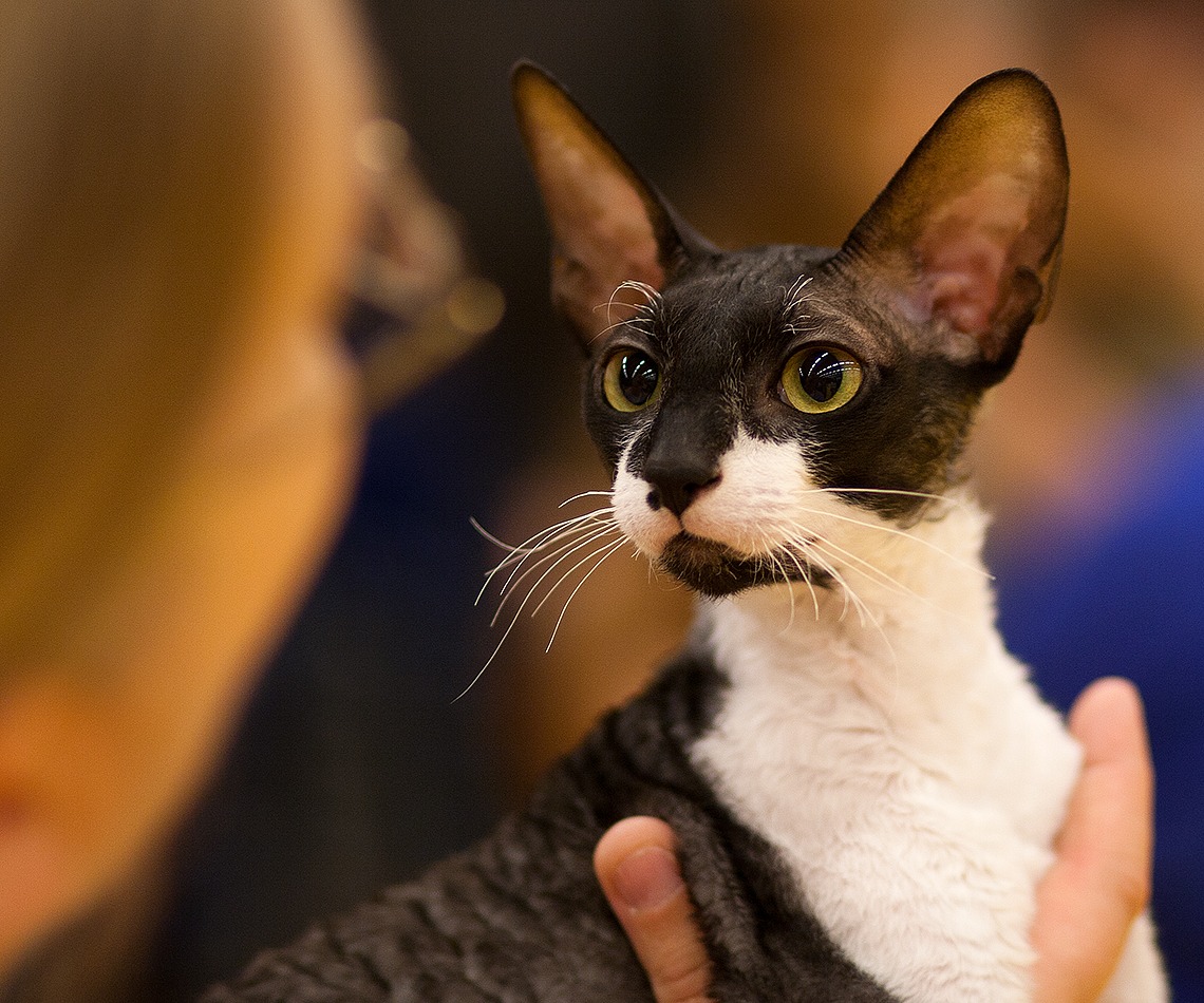 Cornish Rex cat breed is known to perform acrobatic jumps