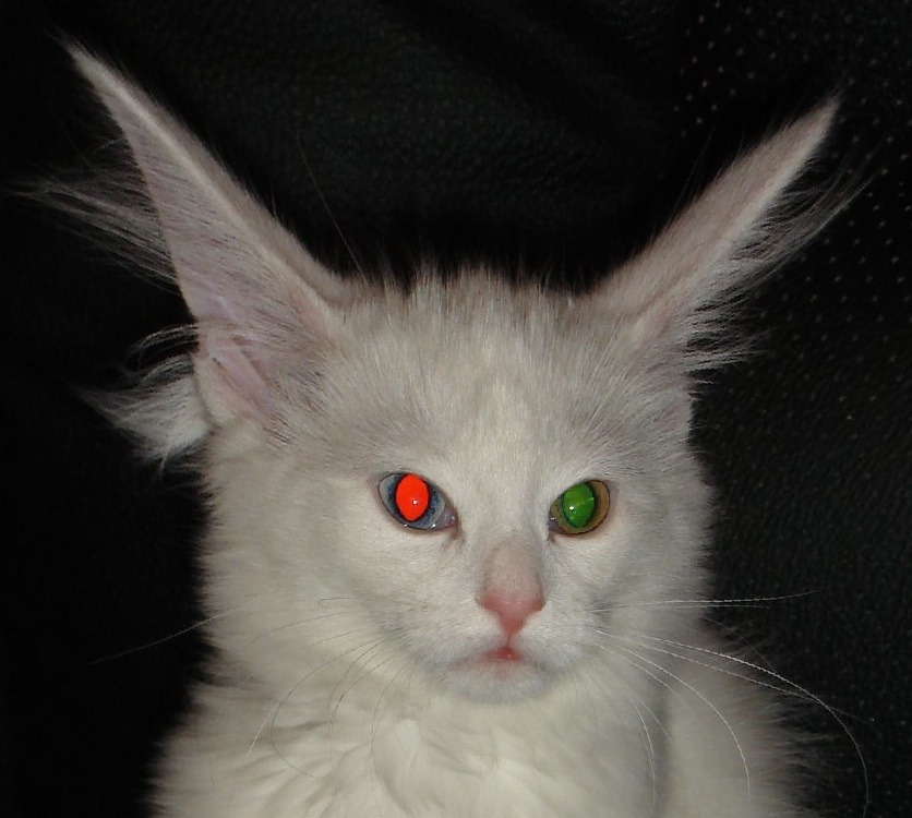 Flash photography effect in blue eye, but not in the yellow eye of an odd-eyed cat