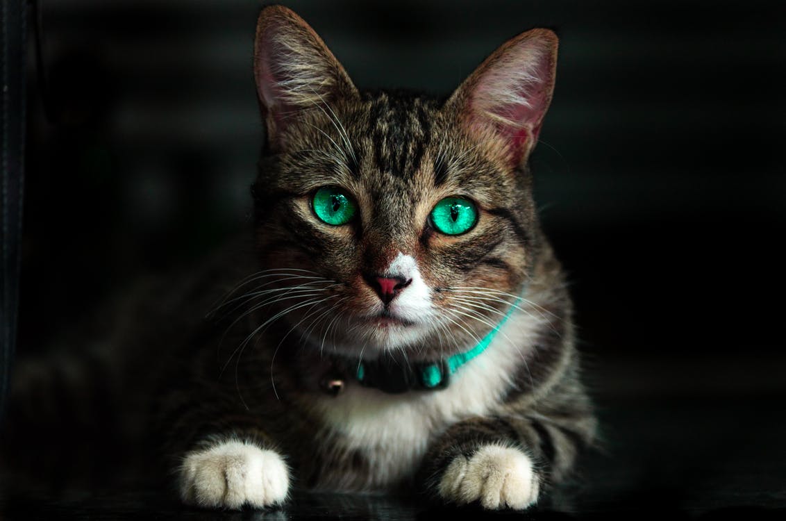 Some green-eyed breed cats are Egyptian Mau, Norwegian Forest Cats, and Russian Blue. 
