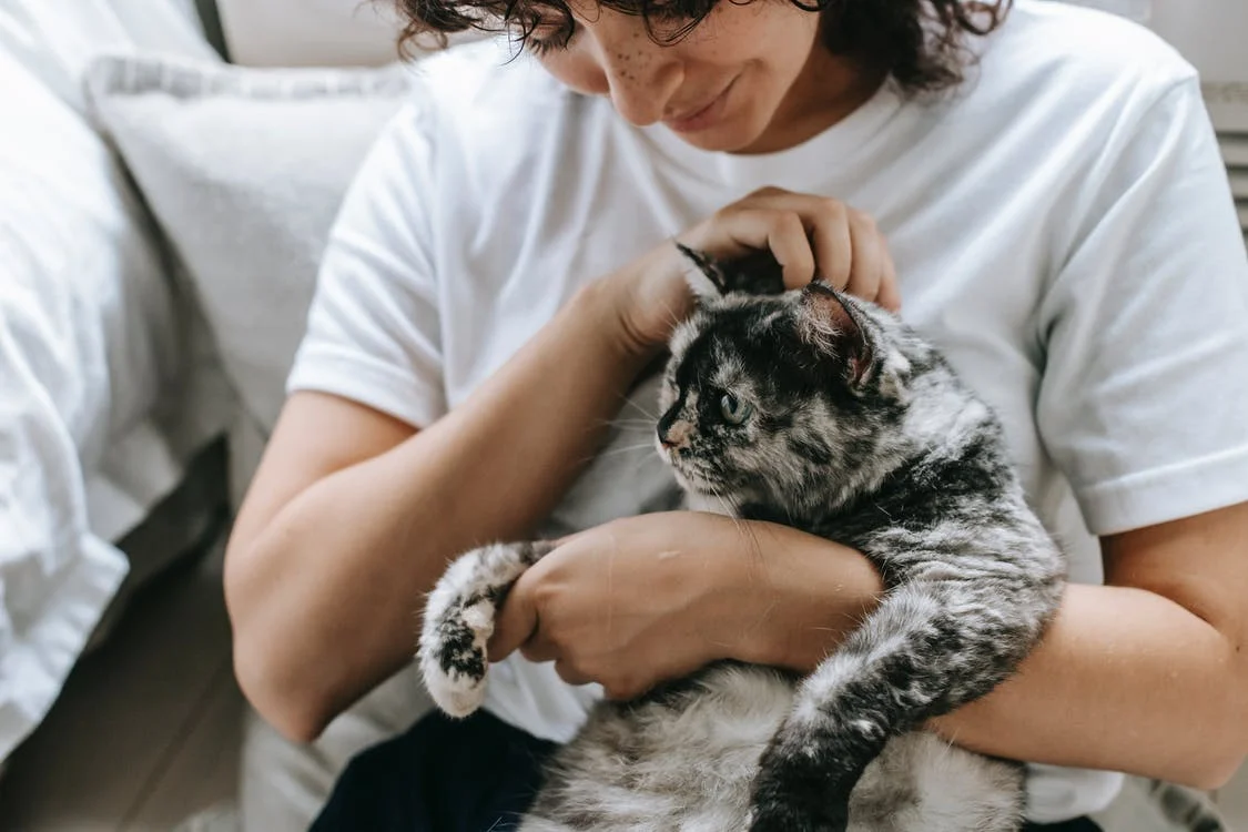 Some studies show that cat pets can provide good companionship