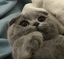 The adorable Scottish Fold cat is listed not just for its beauty but as well as its prize
