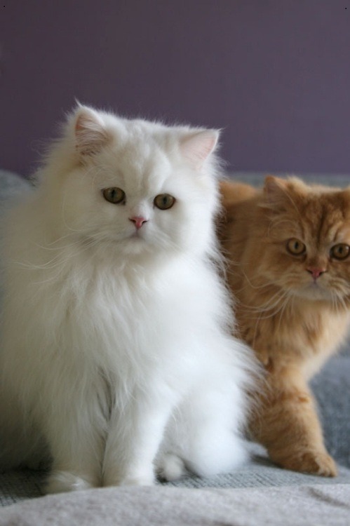 Traditional Persian cute breeds which are also called Persian longhair